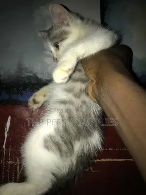 1-3 months Male Purebred Turkish Angora
