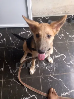 3-6 months Male Purebred German Shepherd