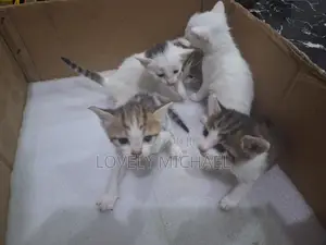 0-1 month Female Mixed Breed American Shorthair
