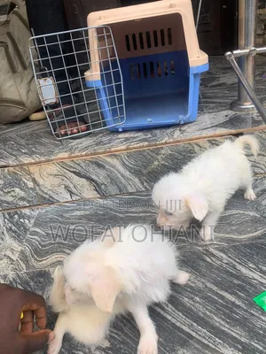 1-3 months Male Mixed Breed American Eskimo