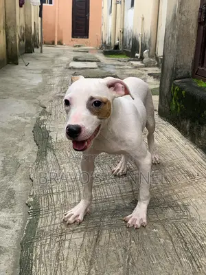 6-12 months Male Purebred American Pit Bull Terrier