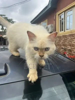 1+ year Female Purebred Persian