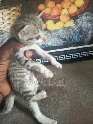 1-3 months Female Mixed Breed Cat