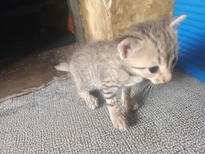 1-3 months Female Mixed Breed Cat