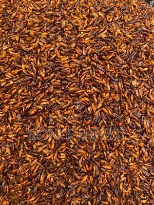 Edible Termite/Aku (500g)
