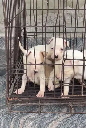 1-3 months Female Purebred American Pit Bull Terrier