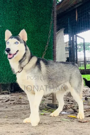 1+ year Female Purebred Siberian Husky
