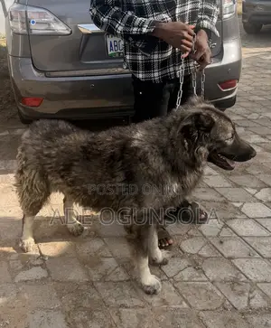1+ year Male Purebred Caucasian Shepherd