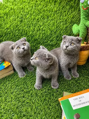 1-3 months Female Purebred Scottish Fold
