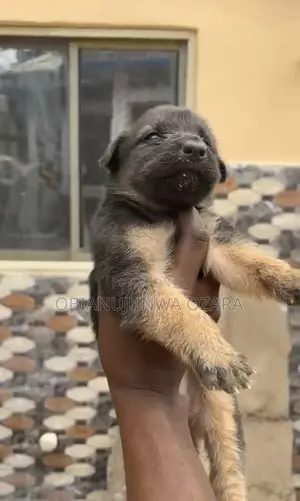1-3 months Female Purebred German Shepherd