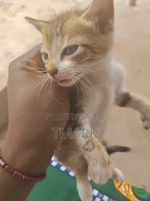 1-3 months Female Purebred American Shorthair