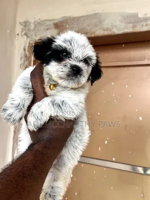 1-3 months Female Purebred Lhasa Apso
