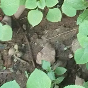40 Plots of Well Located Land in Sangotedo