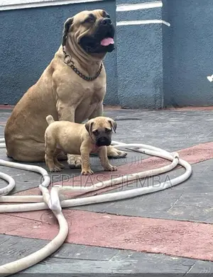 0-1 month Male Purebred Boerboel