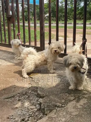 6-12 months Female Purebred Lhasa Apso