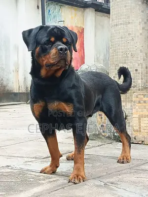 1+ year Male Purebred Rottweiler