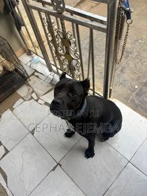 6-12 months Female Purebred Cane Corso