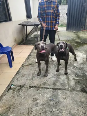1+ year Female Purebred Cane Corso