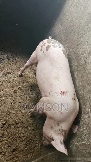 Pregnant Pig