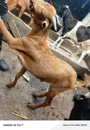 Native Goats at Affordable Prices