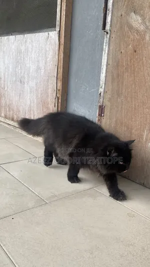 1-3 months Male Purebred Persian