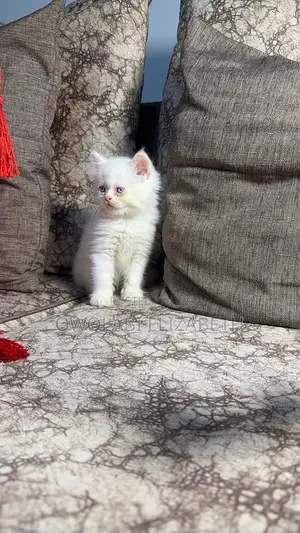 1-3 months Female Purebred Persian