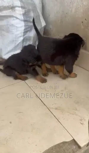 3-6 months Female Purebred Rottweiler