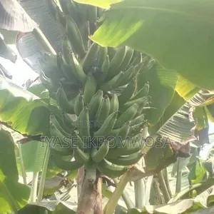 Cameroonian Giant Plantain Sucker