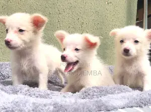1-3 months Female Purebred American Eskimo