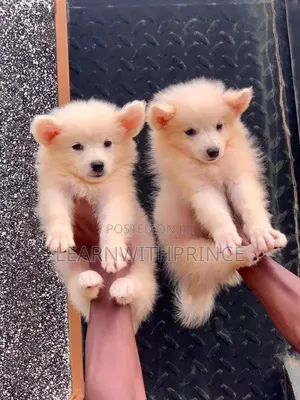 1-3 months Female Purebred American Eskimo