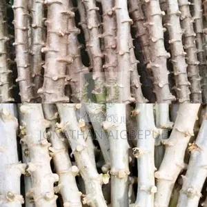 Cassava Stem TME 419