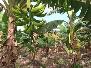 Cameroonian Plantain Suckers