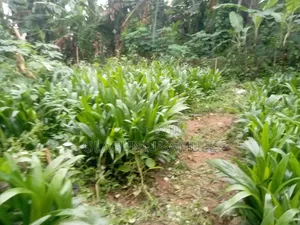 Oil Palm Is Available