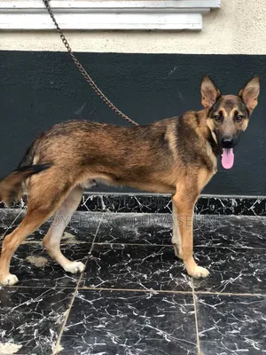 6-12 months Male Purebred German Shepherd