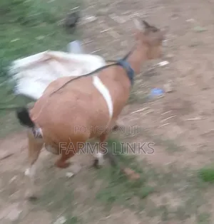 Pregnant Mother Female Goat