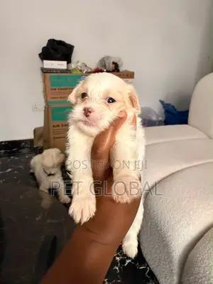 1-3 months Female Purebred Lhasa Apso