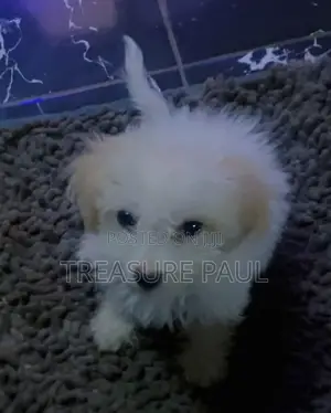 3-6 months Female Purebred Lhasa Apso