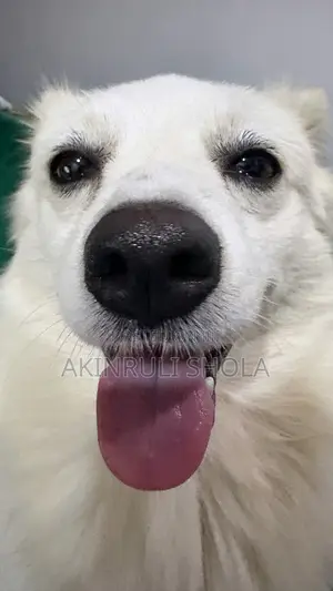 1+ year Male Purebred American Eskimo