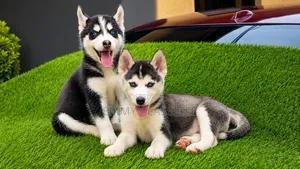 1-3 months Male Purebred Siberian Husky