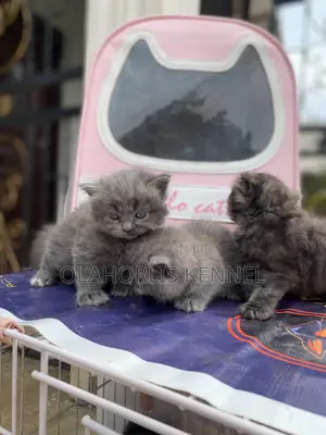 0-1 month Female Purebred British Shorthair