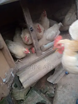 Healthy Matured Cockerel for Sale