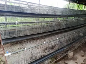 Layer Birds Cages of 96 X 3 Capacity