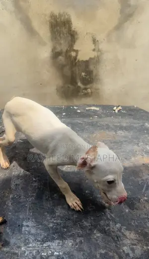 1-3 months Female Purebred American Pit Bull Terrier