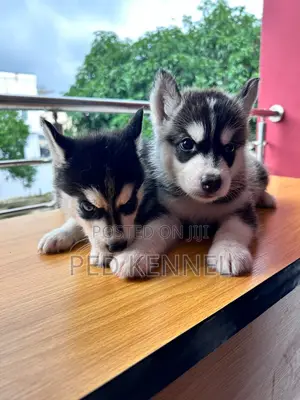 1-3 months Female Purebred Siberian Husky