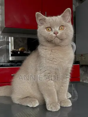 1-3 months Female Purebred British Shorthair