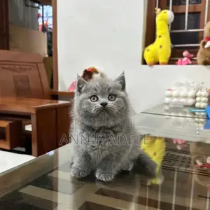 1-3 months Female Purebred British Shorthair