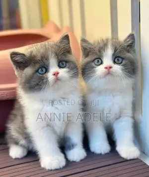 1-3 months Female Purebred British Shorthair