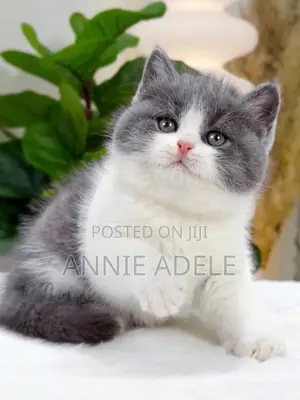 1-3 months Female Purebred British Shorthair