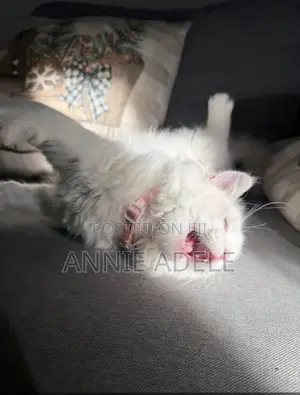 1-3 months Male Purebred Ragdoll