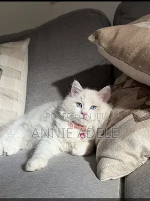 1-3 months Male Purebred Ragdoll